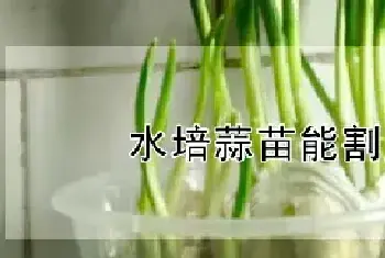 水培蒜苗能割几茬