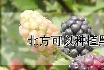 北方可以种植黑莓吗