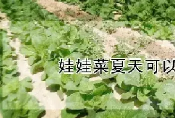 娃娃菜夏天可以种吗