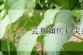 芸豆如何打尖摘心