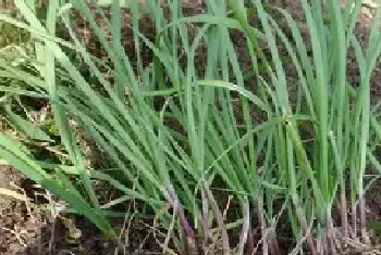 野韭菜可以人工种植吗 野韭菜高产栽培种植技术