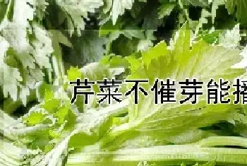 芹菜不催芽能播种吗