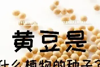 黄豆是什么植物的种子？黄豆生长过程介绍