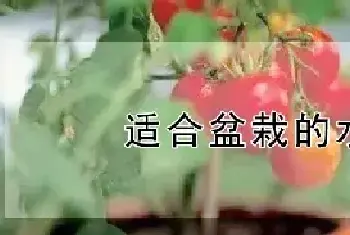 适合盆栽的水果