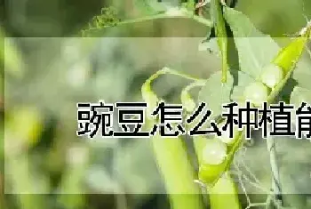 豌豆怎么种植能高产