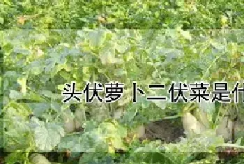 头伏萝卜二伏菜是什么意思