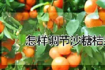 怎样调节沙糖桔果大小