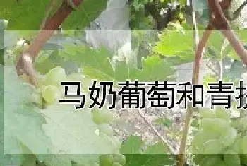 马奶葡萄和青提区别