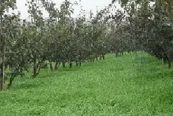 果园适合种植什么药材？需根据果树情况来套种药材