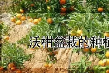 沃柑盆栽的种植方法