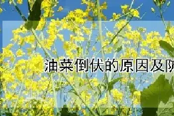 油菜倒伏的原因及防治措施