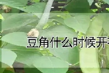 豆角什么时候开花结果