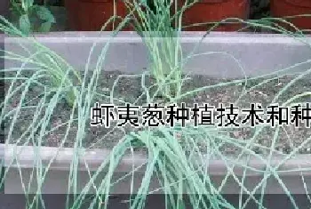 虾夷葱种植技术和种植时间