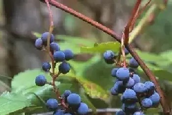 山葡萄种植方法及栽培技术