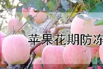 苹果花期防冻妙招