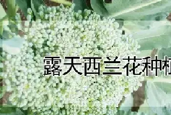 露天西兰花种植时间