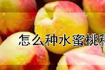 怎么种水蜜桃种子