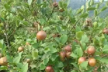 油茶树种植技术 如何种植油茶树？