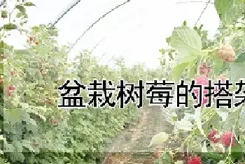 盆栽树莓的搭架方法