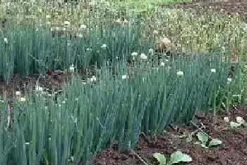 大葱种植技术 大葱高产栽培技术