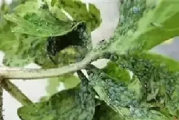 大棚蔬菜主要虫害的防治技术