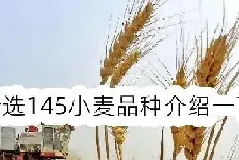 轮选145小麦品种介绍一下