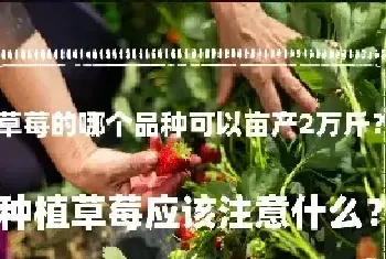 草莓的哪个品种可以亩产2万斤？种植草莓应该注意什么？