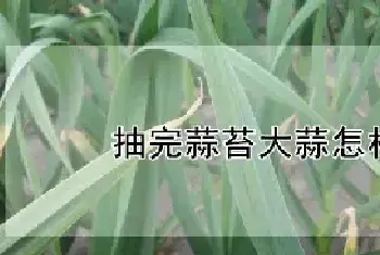 抽完蒜苔大蒜怎样浇水