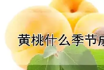 黄桃什么季节成熟