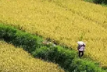 水稻早衰的症状、原因及防治措施