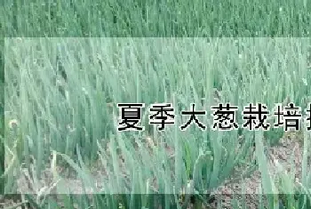 夏季大葱栽培技术