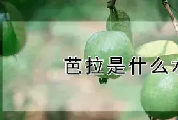 芭拉是什么水果