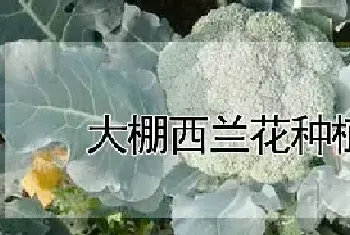 大棚西兰花种植技术