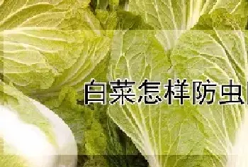 白菜怎样防虫防害