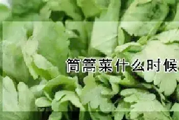 筒篙菜什么时候种植