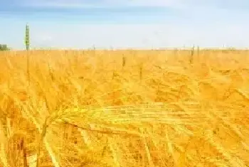 种植小麦高产需要注意哪些种植技巧？