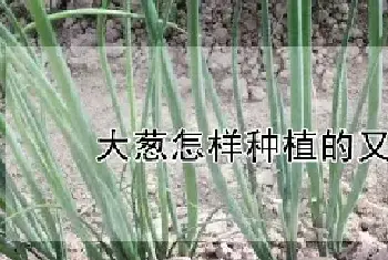 大葱怎样种植的又粗又长