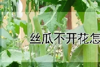 丝瓜不开花怎么办