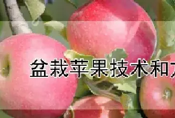 盆栽苹果技术和方法