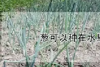 葱可以种在水里吗