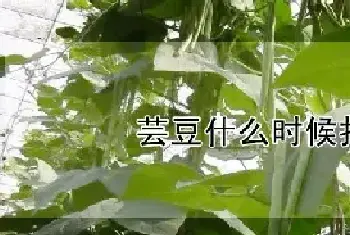 芸豆什么时候打顶