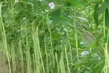 豇豆高产种植管理要点