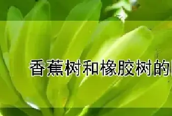 香蕉树和橡胶树的区别