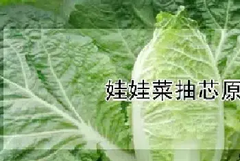 娃娃菜抽芯原因