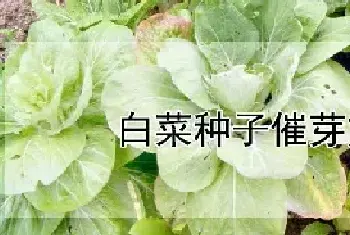 白菜种子催芽方法