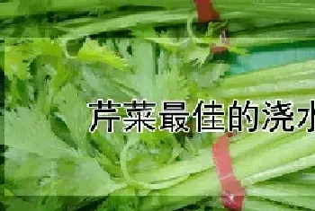 芹菜最佳的浇水时间