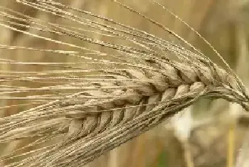 大麦的种植时间，大麦和小麦的区别