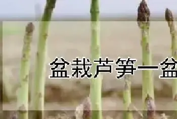 盆栽芦笋一盆几株