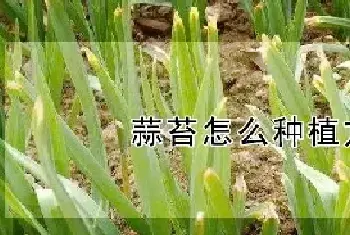 蒜苔怎么种植方法