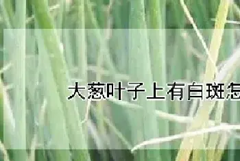 大葱叶子上有白斑怎么处理